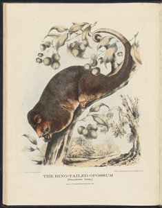 Mammals of Australia (Krefft) Nla.obj-33627803-8 The Ring-tailed Opossum af Harriet Morgan
