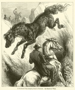 En Dartmoor-pony på flugt fra sine forfølgere af Harrison William Weir