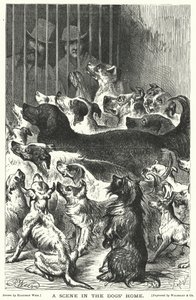 En scene i hundehjemmet af Harrison William Weir