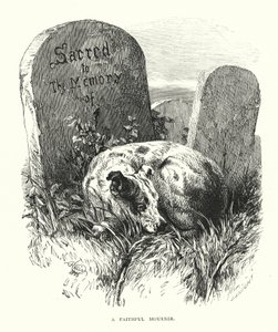 En trofast sørgende (gravering) af Harrison William Weir