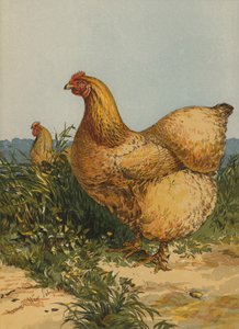 Buff Cochin Hen (chromolitho) af Harrison William Weir