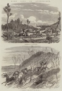 Bush-liv i Queensland