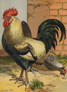 Farvede Dorkings (chromolitho) af Harrison William Weir