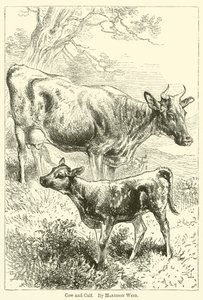Ko og kalv af Harrison William Weir
