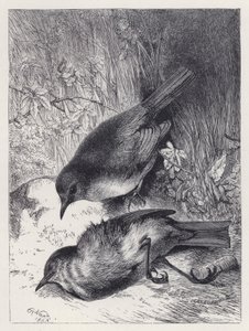Robins makkers død (gravering) af Harrison William Weir