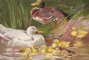 Ænder og ællinger (farvelitografi) af Harrison William Weir