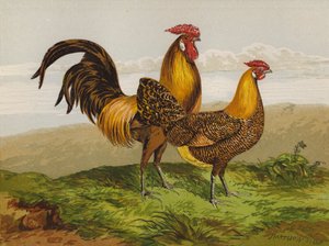 Hamborg med guldblyant (chromolitho) af Harrison William Weir