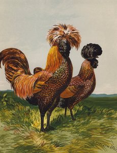 Golden-Spangled Polish (chromolitho) af Harrison William Weir