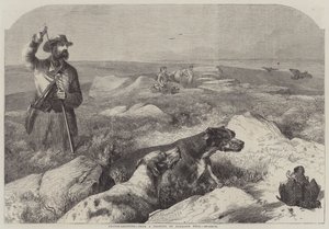 Rypeskydning (gravering) af Harrison William Weir