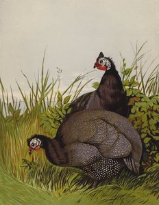 Perlehøns (chromolitho) af Harrison William Weir