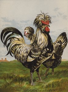 Houdans (chromolitho) af Harrison William Weir