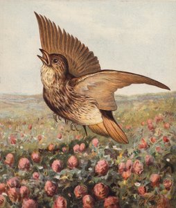 I kløveren (farvelitografi) af Harrison William Weir