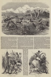Kængurujagt i Australien