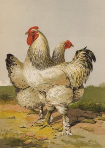 Lette Brahmas (chromolitho) af Harrison William Weir