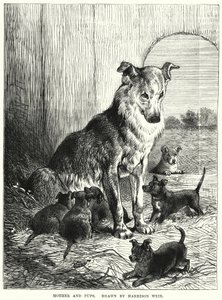 Mor og hvalpe (gravering) af Harrison William Weir