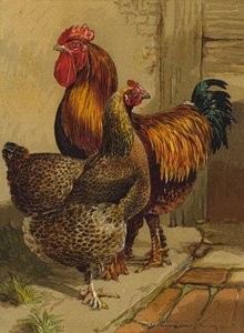 Agerhøne Cochins (chromolitho) af Harrison William Weir