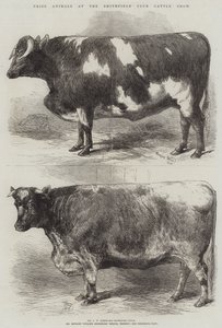 Præmiedyr ved Smithfield Club Cattle Show