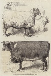 Præmiedyr ved Smithfield Club Cattle Show