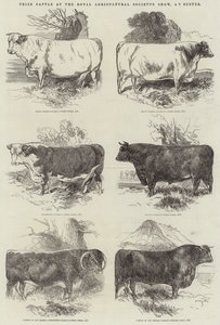 Præmiekvæg ved Royal Agricultural Society