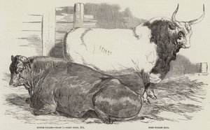 Præmiekvæg ved Royal Agricultural Society