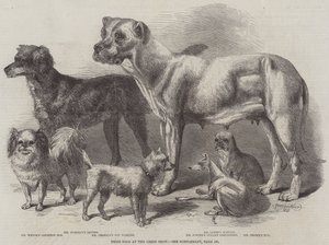 Præmiehunde ved Leeds Show af Harrison William Weir