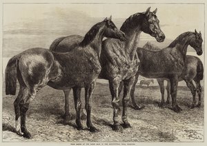 Præmieheste ved Horse Show i Agricultural Hall, Islington af Harrison William Weir