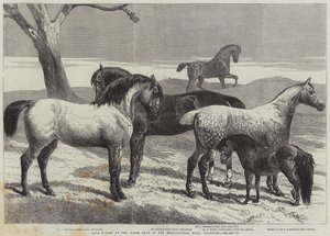 Præmieheste ved Horse Show i Agricultural Hall, Islington