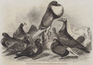Præmieduer på det seneste udstilling af Halifax Fancy Pigeon Association