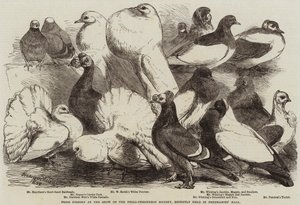Præmieduer ved udstillingen af Philo-Peristeron Society, for nylig afholdt i frimurers sal af Harrison William Weir