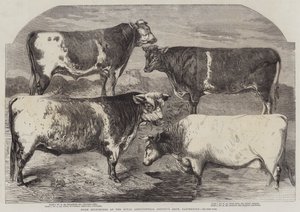 Præmie Shorthorns ved Royal Agricultural Society