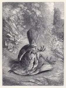 Robin bedøvet af sit fald (gravering) af Harrison William Weir