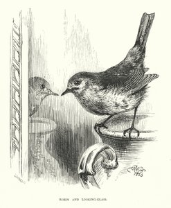Robin og skueglas (gravering) af Harrison William Weir