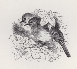 Robins (gravering) af Harrison William Weir