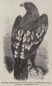 Spotted Eagle (Falco Nevius) skudt i Trebartha Hall, Cornwall, i december sidste år af Harrison William Weir