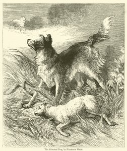 Den kriminelle hund af Harrison William Weir