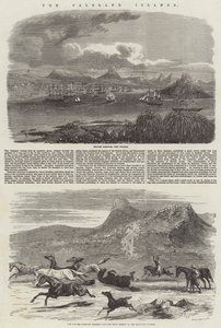 Falklandsøerne