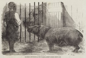 Den kvindelige flodhest, i Zoologisk Selskabs Have, Regent