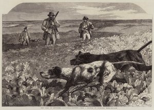 Den første september, Agerhønsskydning (gravering) af Harrison William Weir