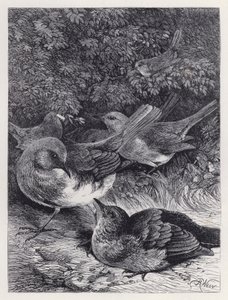 The Greedy Young Robin (gravering) af Harrison William Weir