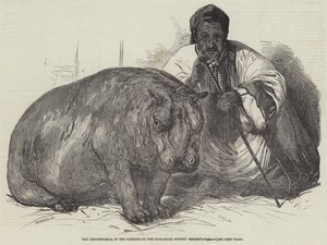 Flodhesten i Zoological Society
