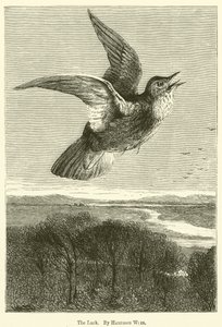 Lærken af Harrison William Weir