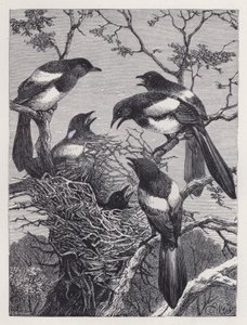 Magpies og deres rede (gravering) af Harrison William Weir