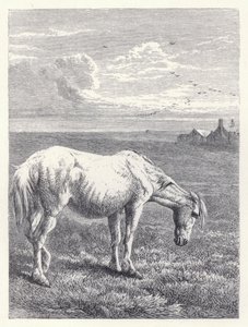Den gamle hest (gravering) af Harrison William Weir