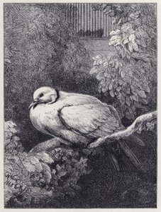 Den ulykkelige due (gravering) af Harrison William Weir