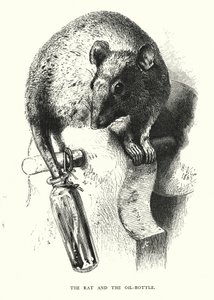 Rotten og olieflasken (gravering) af Harrison William Weir