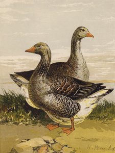 Toulouse gæs (chromolitho) af Harrison William Weir