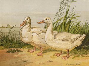 Hvide Aylesbury Ducks (chromolitho) af Harrison William Weir