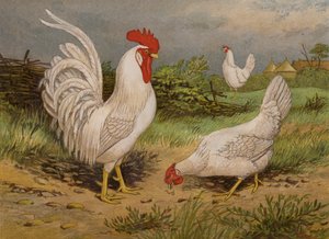 Hvide leghorn (chromolitho) af Harrison William Weir