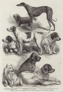 Vindere af priser ved International Dog Show, Agricultural Hall, Islington af Harrison William Weir