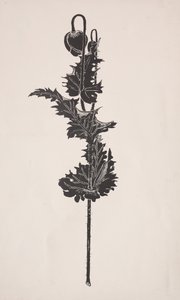 Blomsterstudie.
